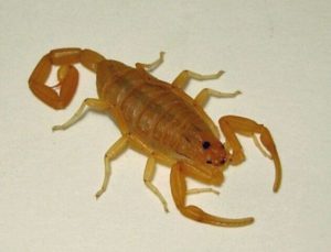 bark scorpion in Verrado
